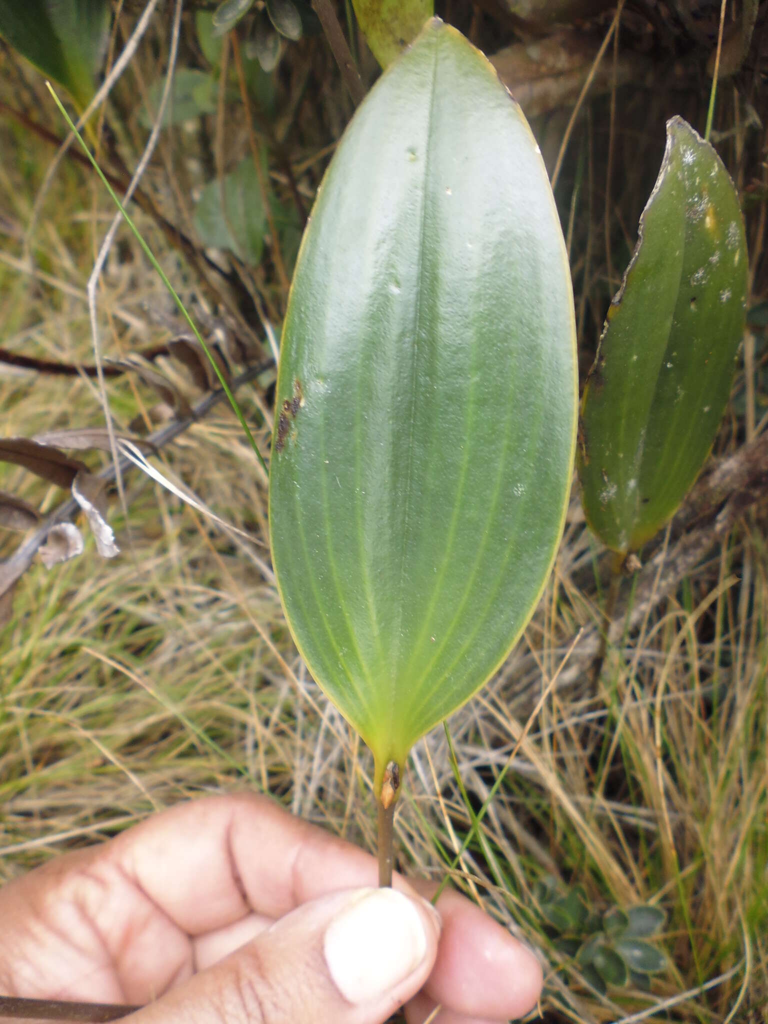 Pleurothallis bicornis Lindl. resmi