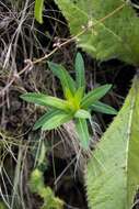 Image of Euphorbia gueinzii Boiss.