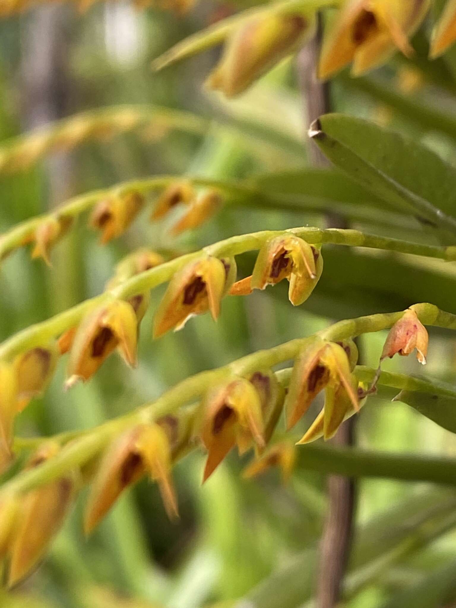 颖花梗帽兰的圖片