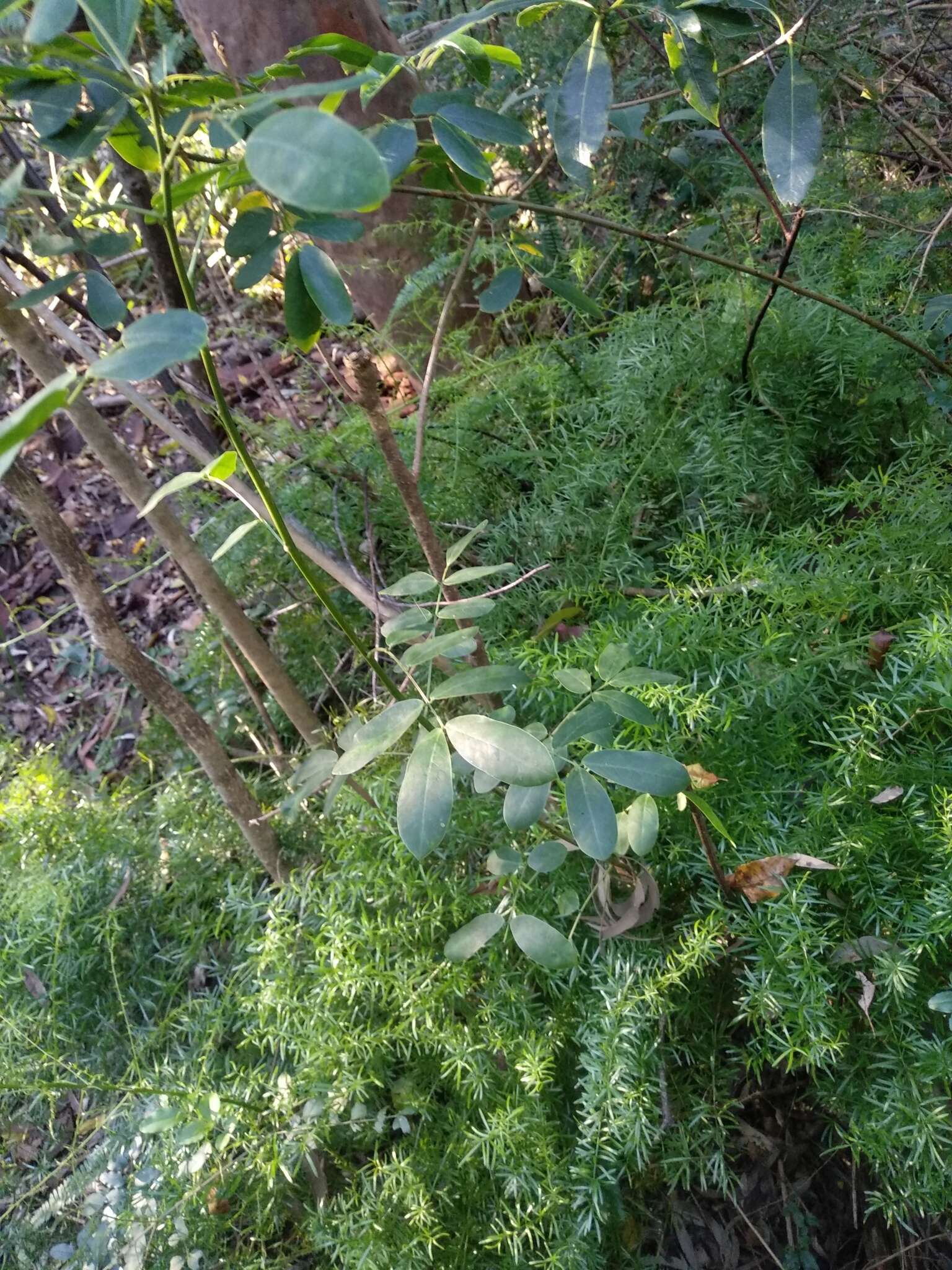 Senna pendula var. glabrata (Vogel) H. S. Irwin & Barneby resmi