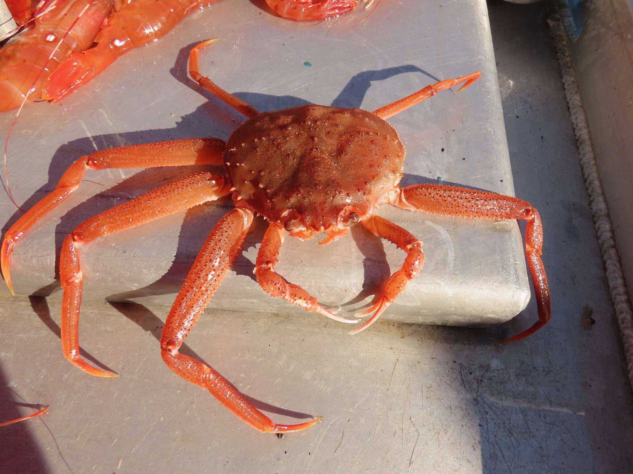 Image of Bairdi crab