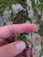 Image of Draba aizoides subsp. aizoides