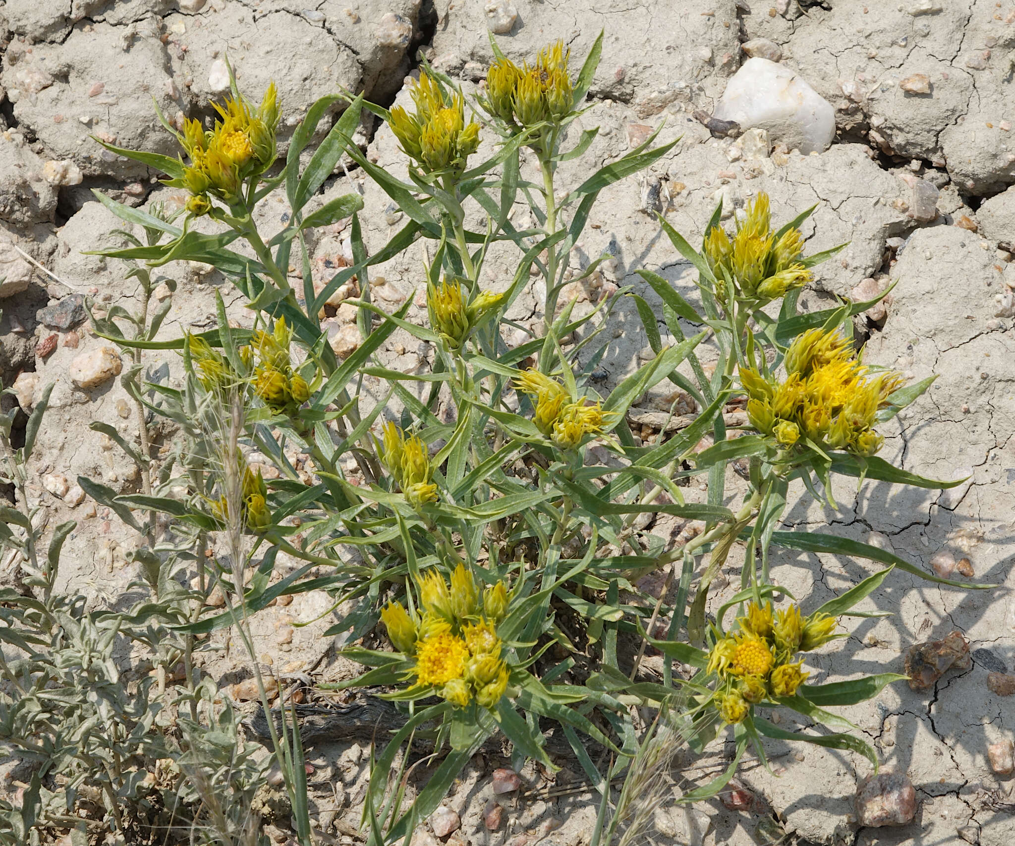 Image of Ward's false goldenweed