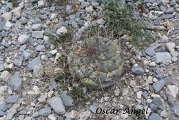 Image of Coryphantha poselgeriana (A. Dietr.) Britton & Rose