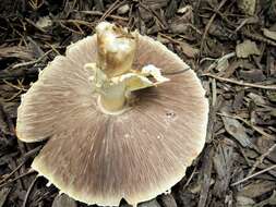 Image of Agaricus nanaugustus Kerrigan 2016