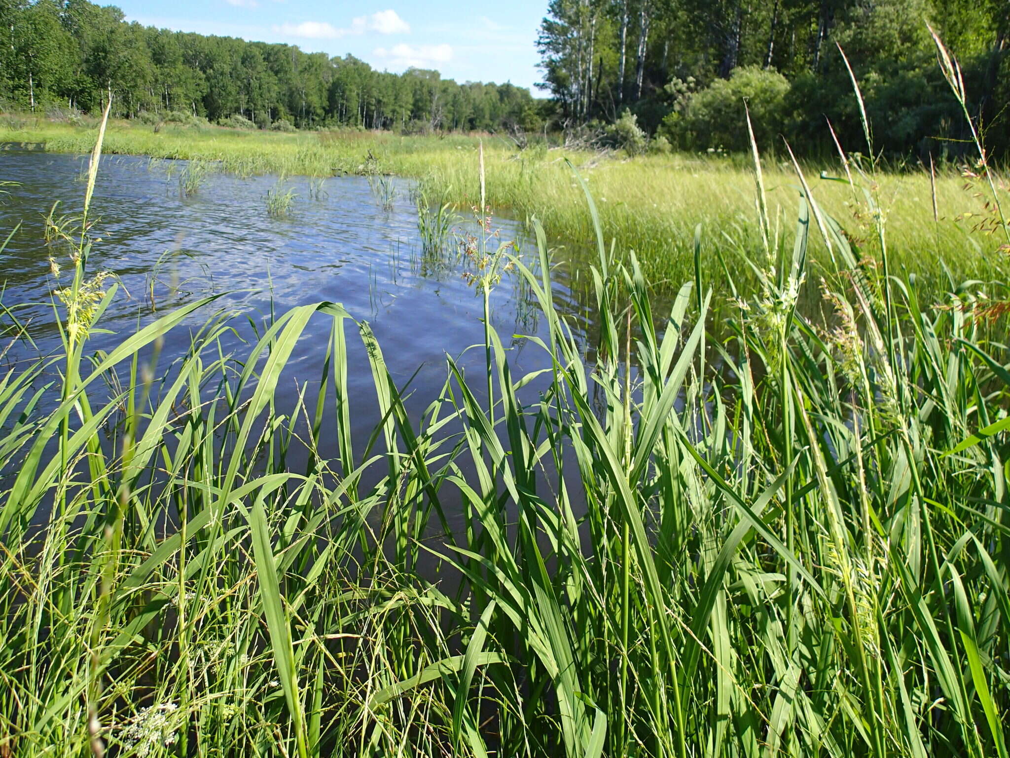 Image of Northern Wild Rice