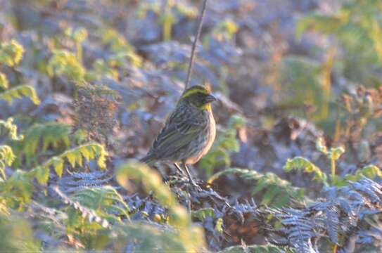 Image of Yellow-browed Seedeater