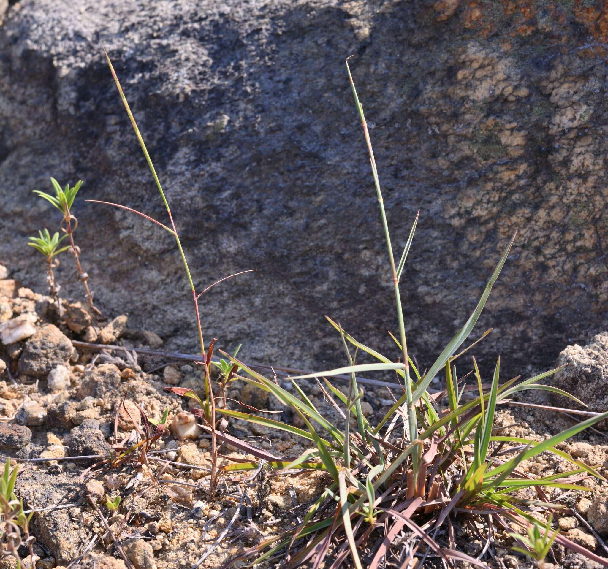 Sivun Schizachyrium fragile (R. Br.) A. Camus kuva