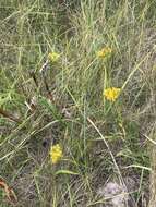 Image of low pinebarren milkwort