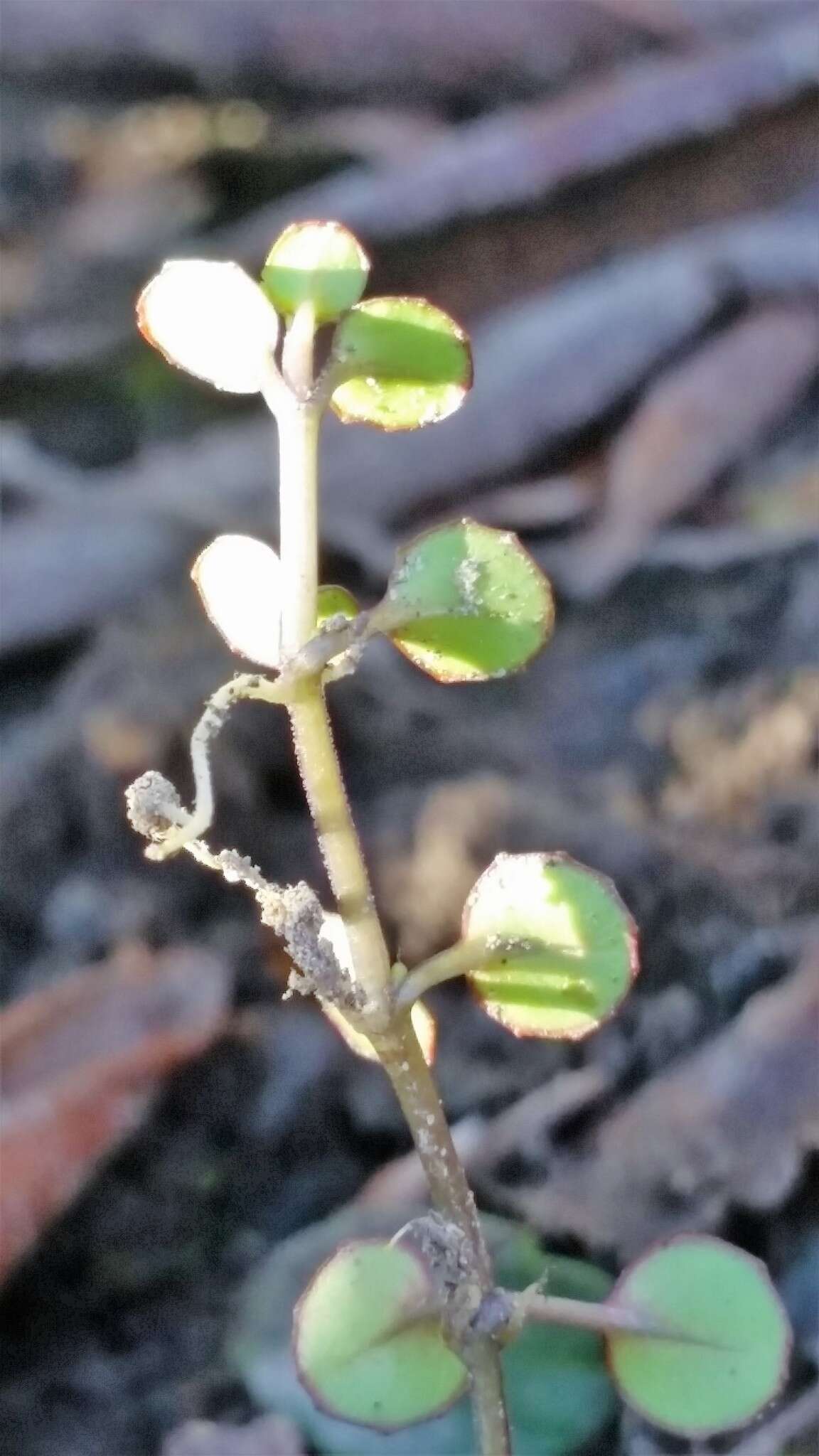 Imagem de Epilobium nummularifolium R. Cunn. ex A. Cunn.