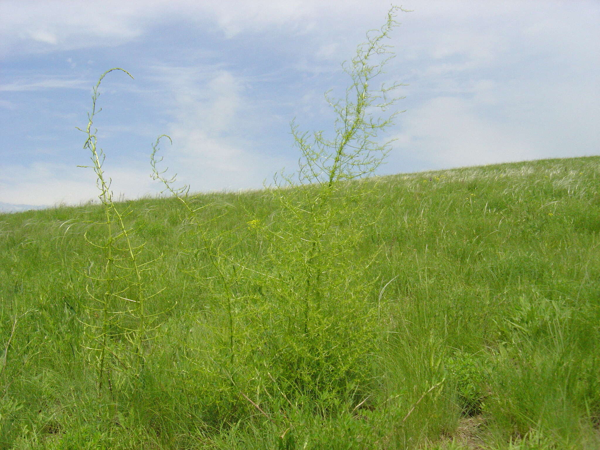 Image of Asparagus verticillatus L.