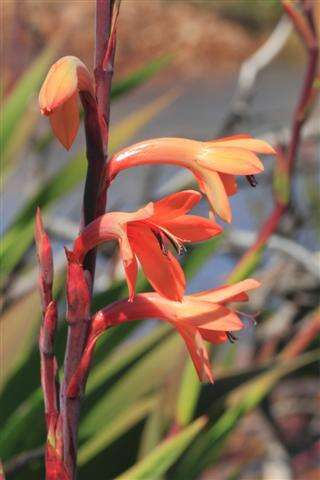 Plancia ëd Watsonia meriana var. meriana