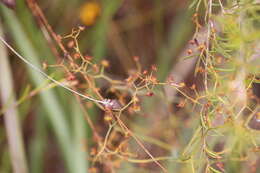 Image de Drosera geniculata