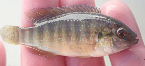 Image of Okavango tilapia