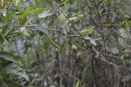 Image of Passiflora indecora Kunth