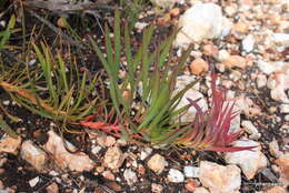 Image of Protea tenax (Salisb.) R. Br.