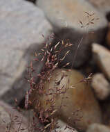 Image of rough bentgrass