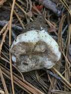 Image of Boletus subalpinus (Trappe & Thiers) Nuhn, Manfr. Binder, A. F. S. Taylor, Halling & Hibbett 2013