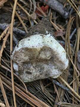 Sivun Boletus subalpinus (Trappe & Thiers) Nuhn, Manfr. Binder, A. F. S. Taylor, Halling & Hibbett 2013 kuva