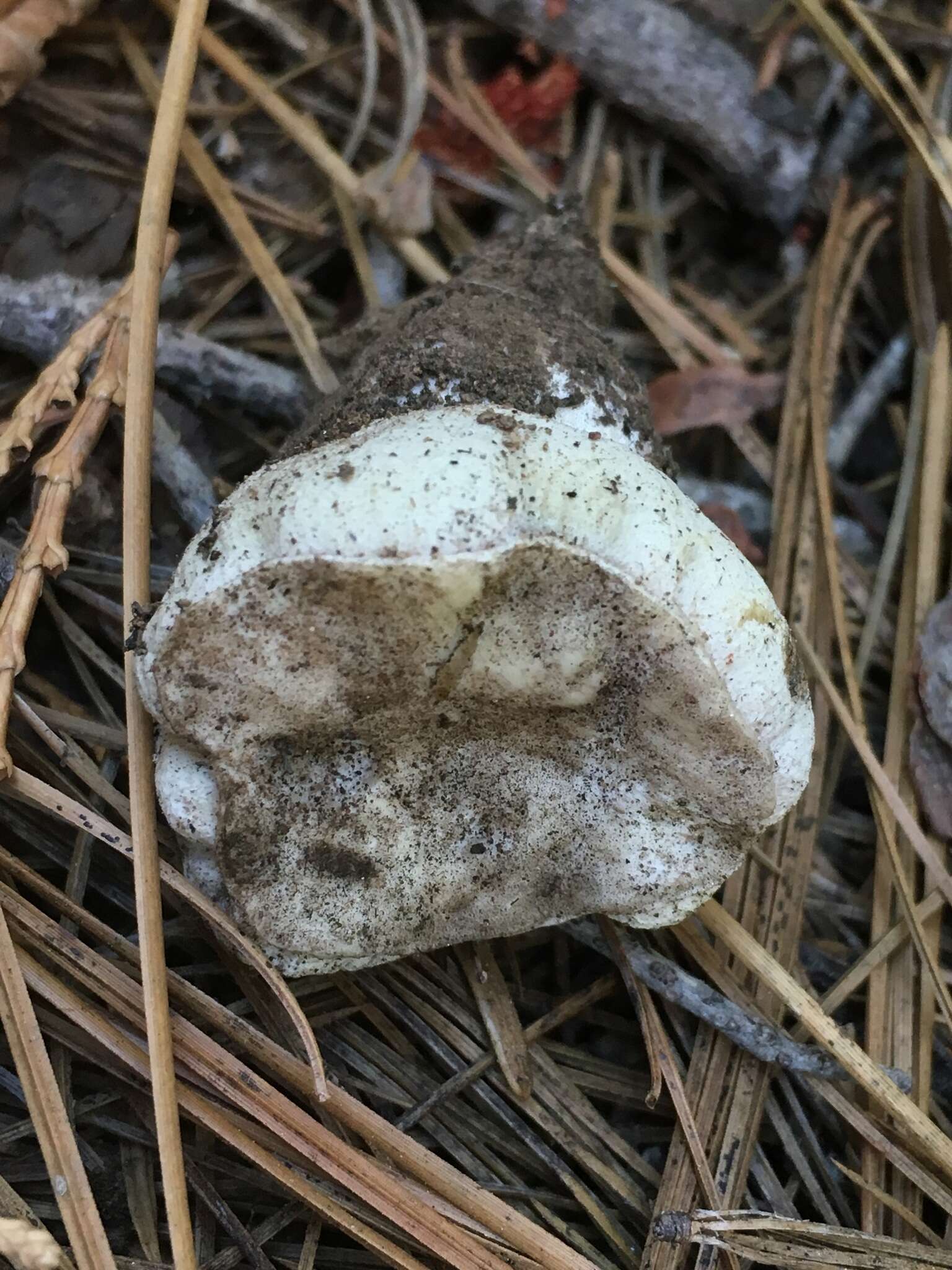 Image of Boletus subalpinus (Trappe & Thiers) Nuhn, Manfr. Binder, A. F. S. Taylor, Halling & Hibbett 2013