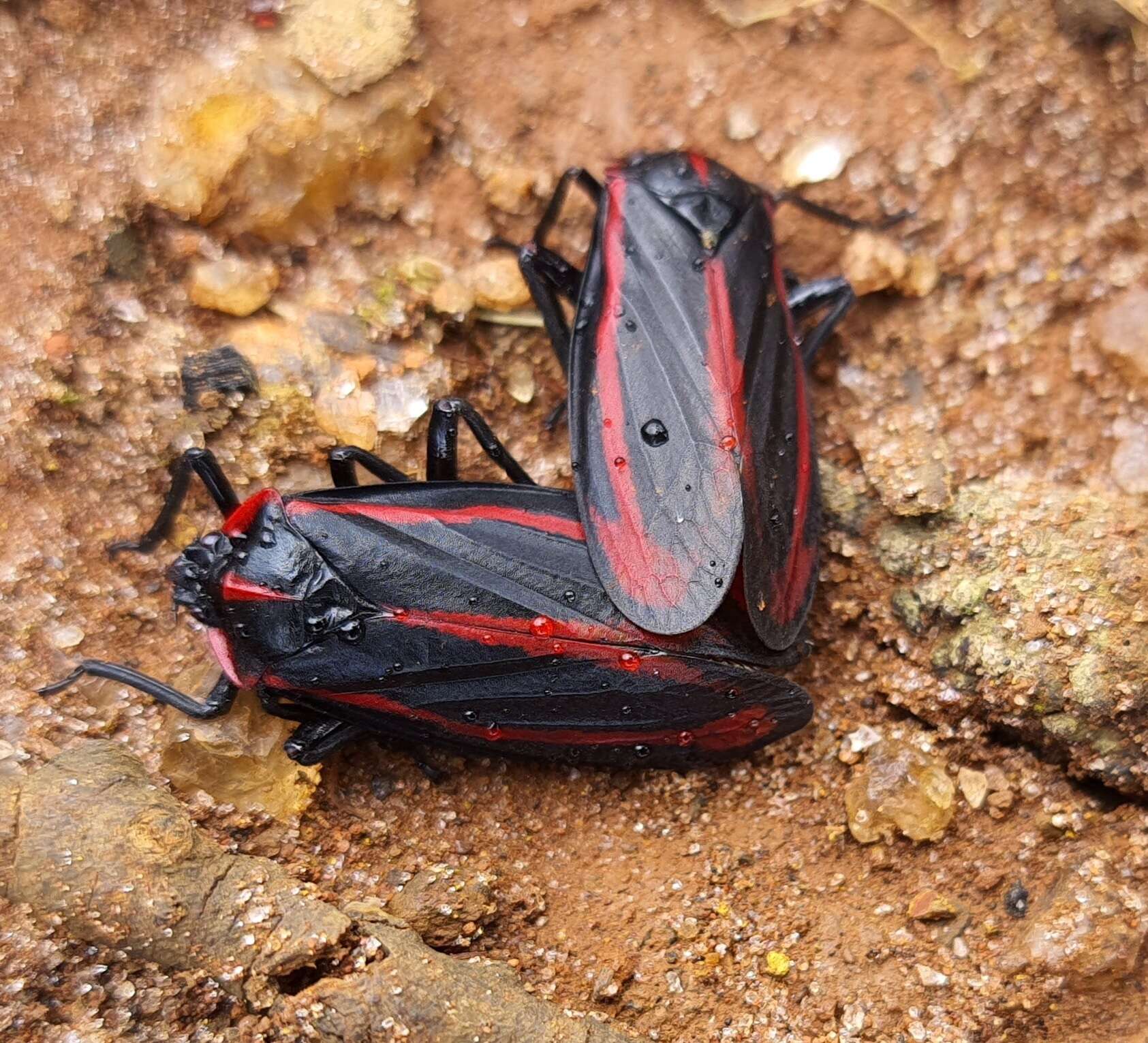 Image of Sphenoclypeana haematina (Germar 1821)