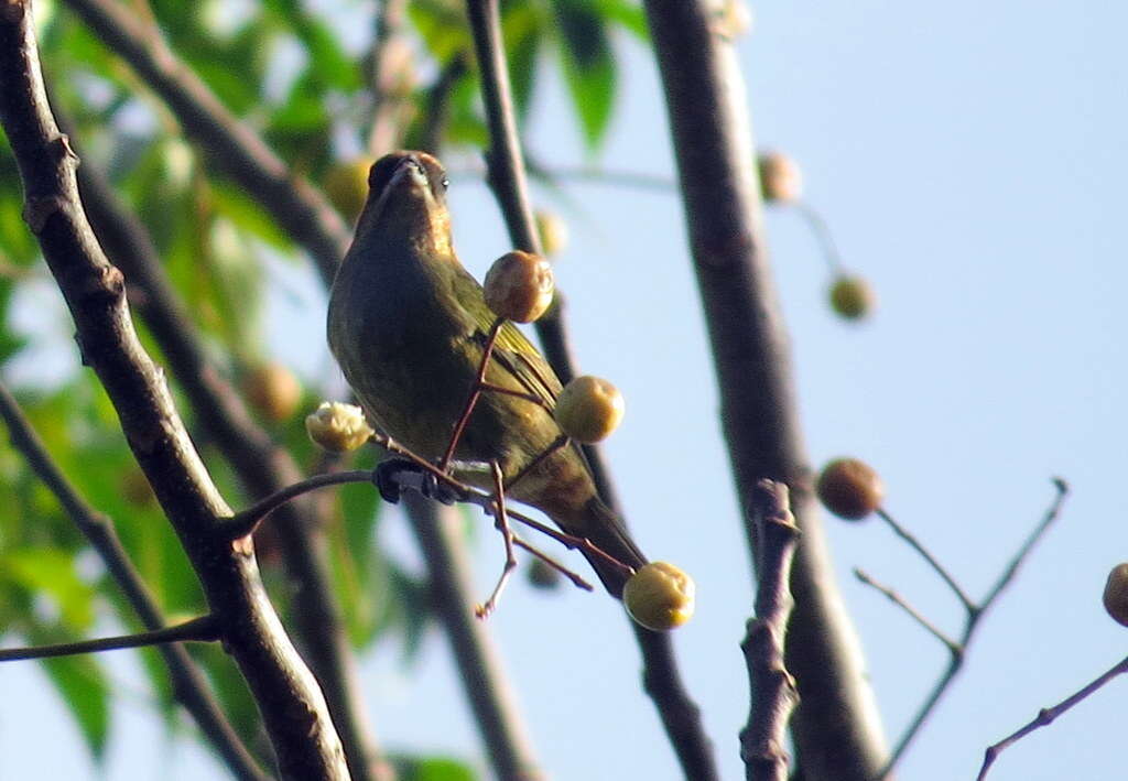 Stilpnia preciosa (Cabanis 1851) resmi