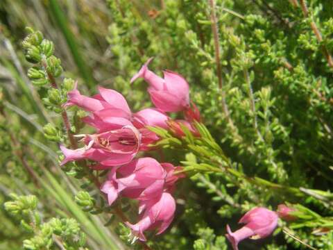 Plancia ëd Erica borboniifolia Salisb.