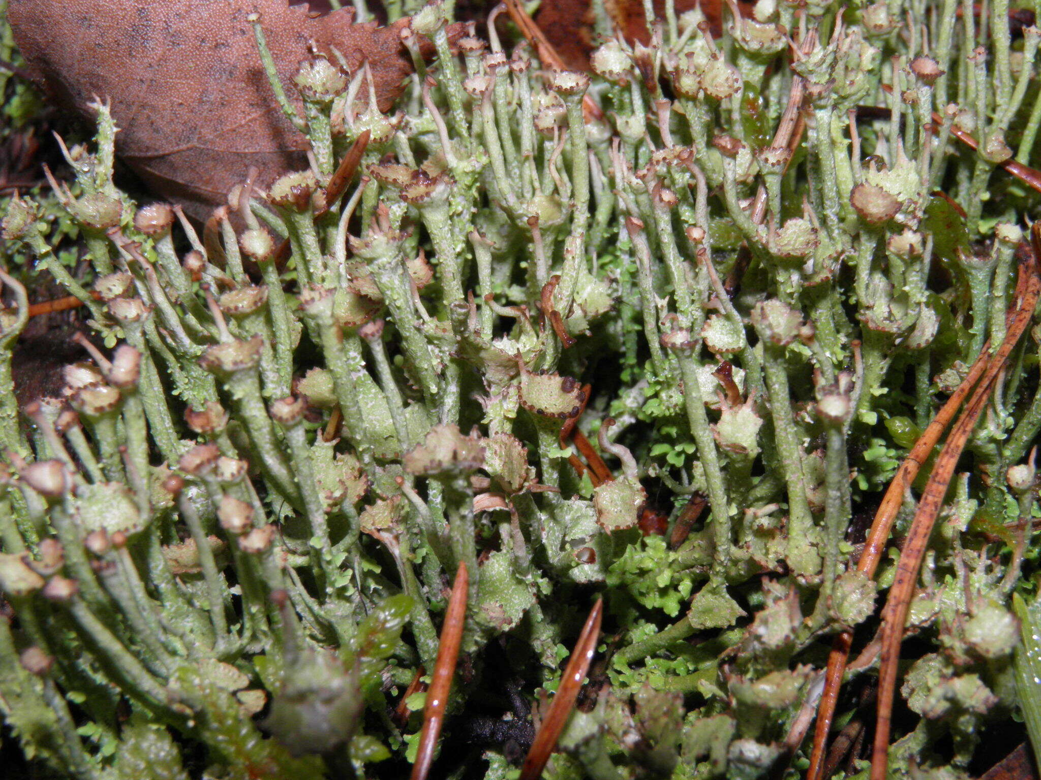 Image of cup lichen