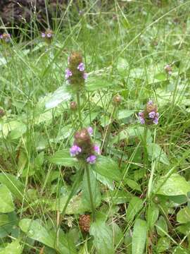 Image of common selfheal