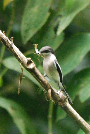 Image of Flycatcher-shrike