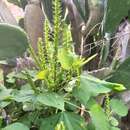 Image de Acalypha polystachya Jacq.