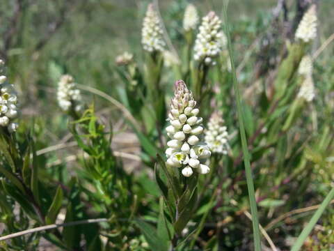 Image of Seneca snakeroot