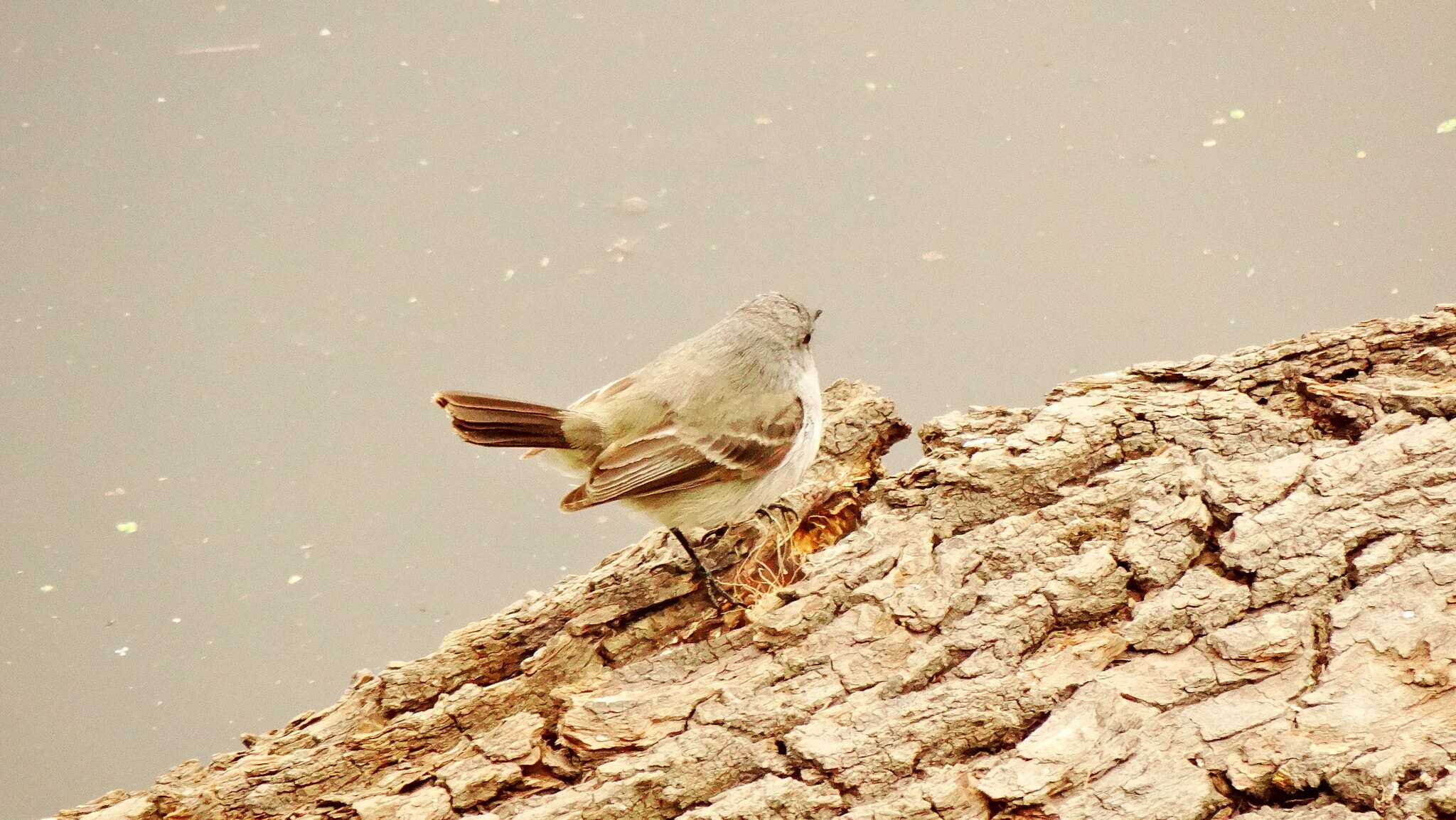 Image of Sooty Tyrannulet