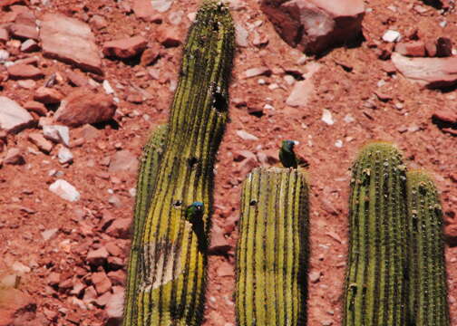 Image de Echinopsis terscheckii (J. Parm. ex Pfeiff.) H. Friedrich & G. D. Rowley