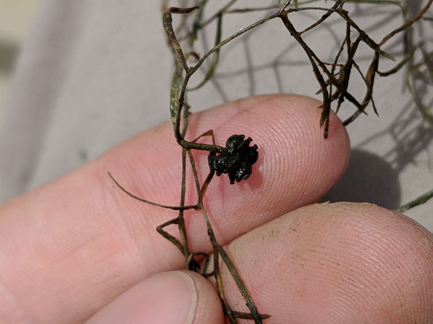 Image of leafy pondweed