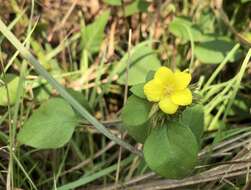 Plancia ëd Lysimachia remota Petitm.