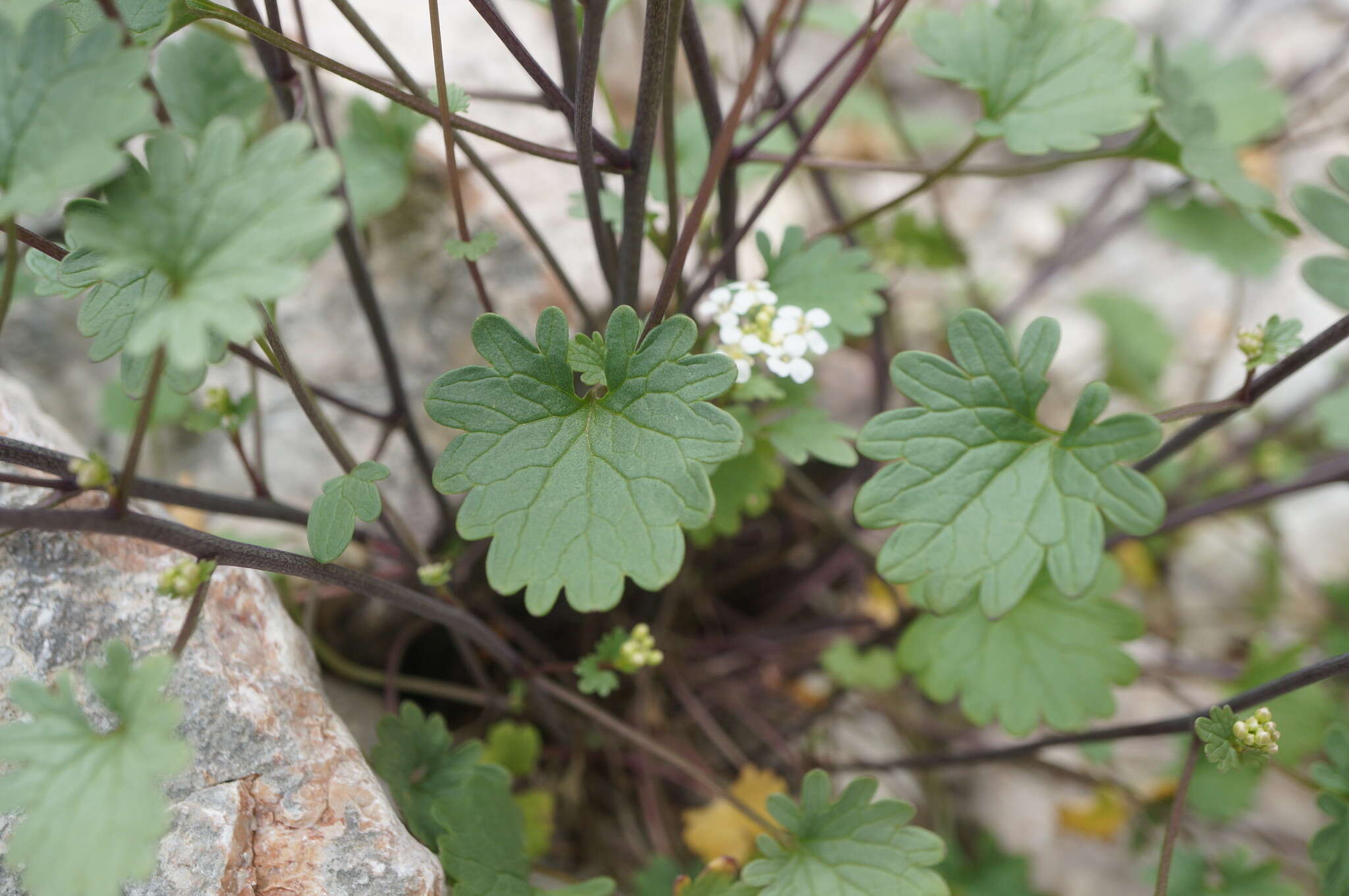 Image of Sobolewskia sibirica (Willd.) P. W. Ball