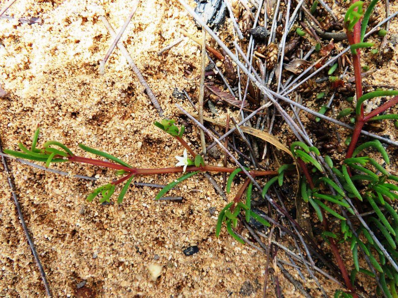 Image of Acrosanthes teretifolia Eckl. & Zeyh.