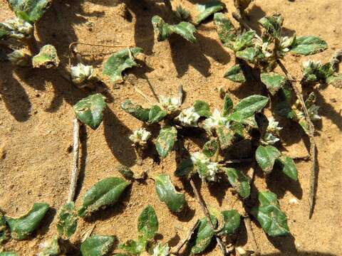 Image of woolly cottonflower