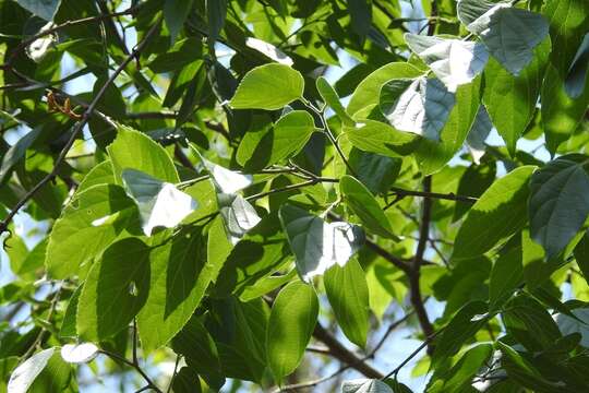 Sivun Celtis caudata Planch. kuva