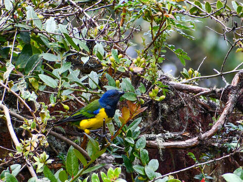 Image of Black-chested Mountain Tanager