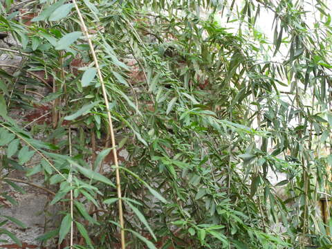 Image of Aloysia polystachya (Griseb.) Moldenke