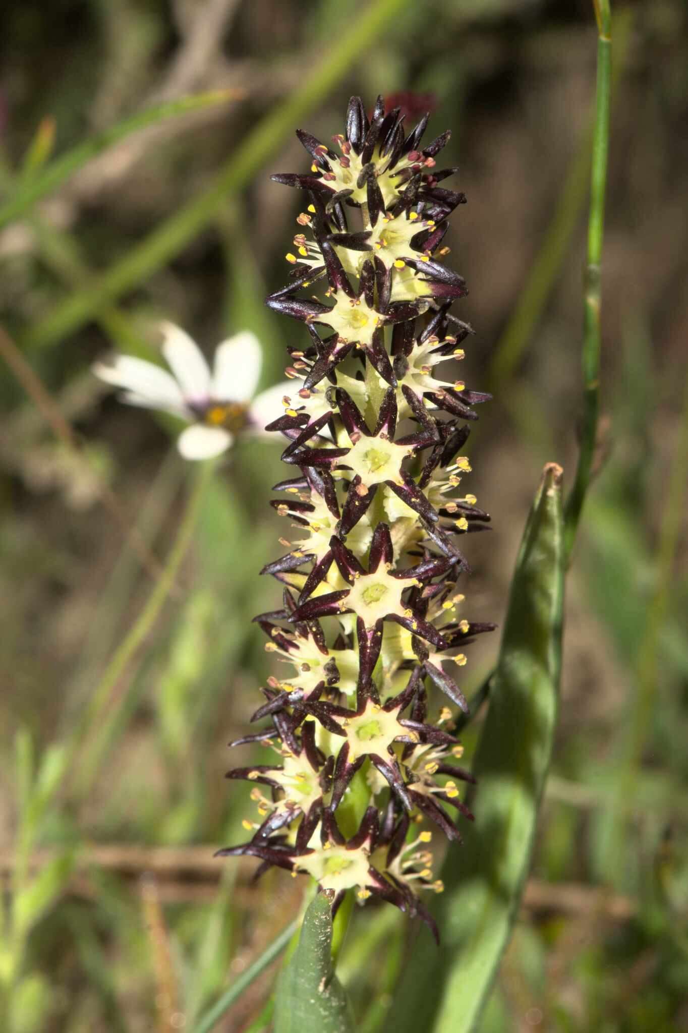 Слика од Wurmbea robusta B. Nord.