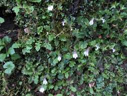 Image of Mazus goodeniifolius (Hornem.) Pennell