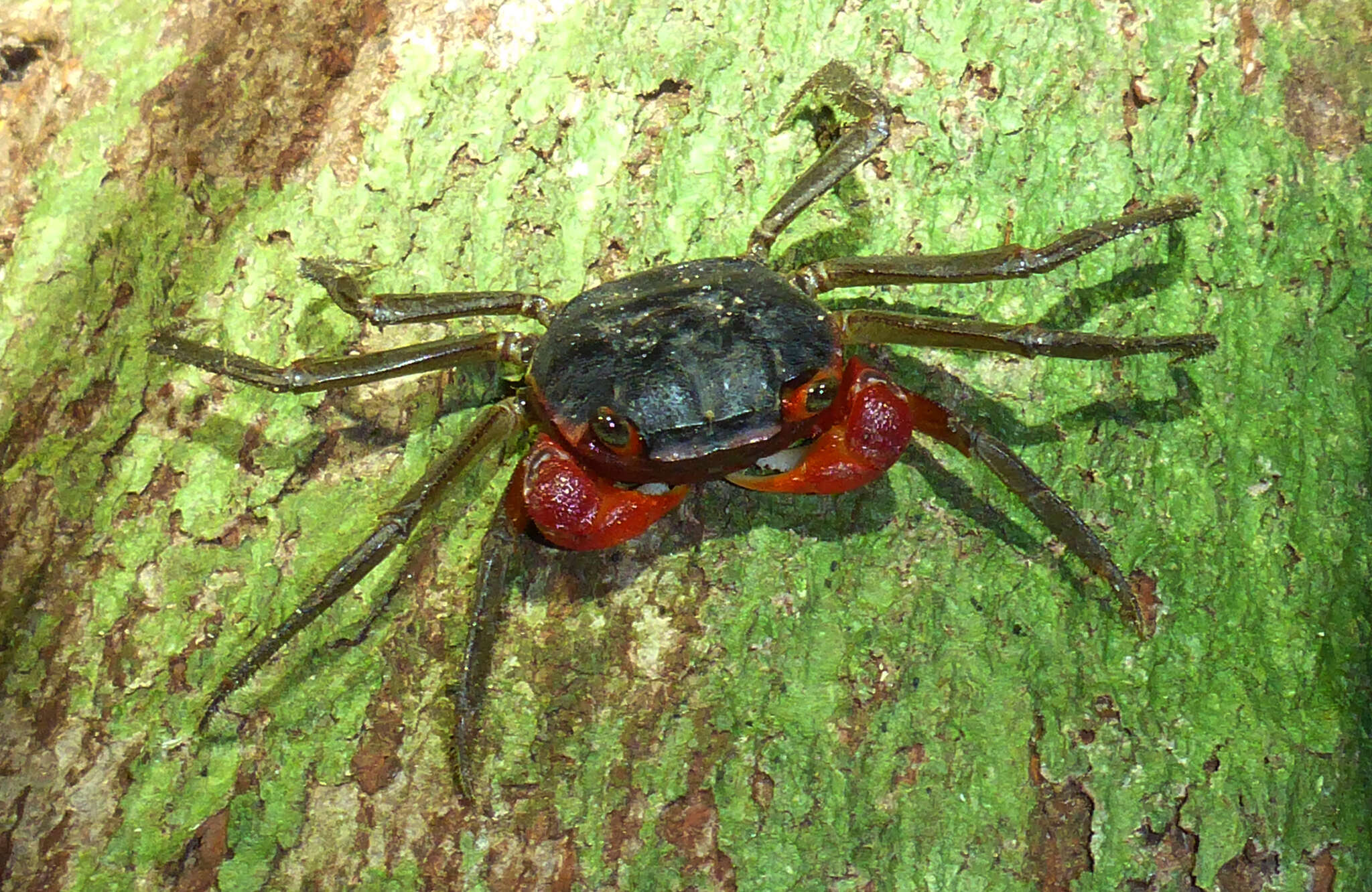 Image of Scandarma gracilipes