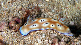 Image of Goniobranchus leopardus (Rudman 1987)