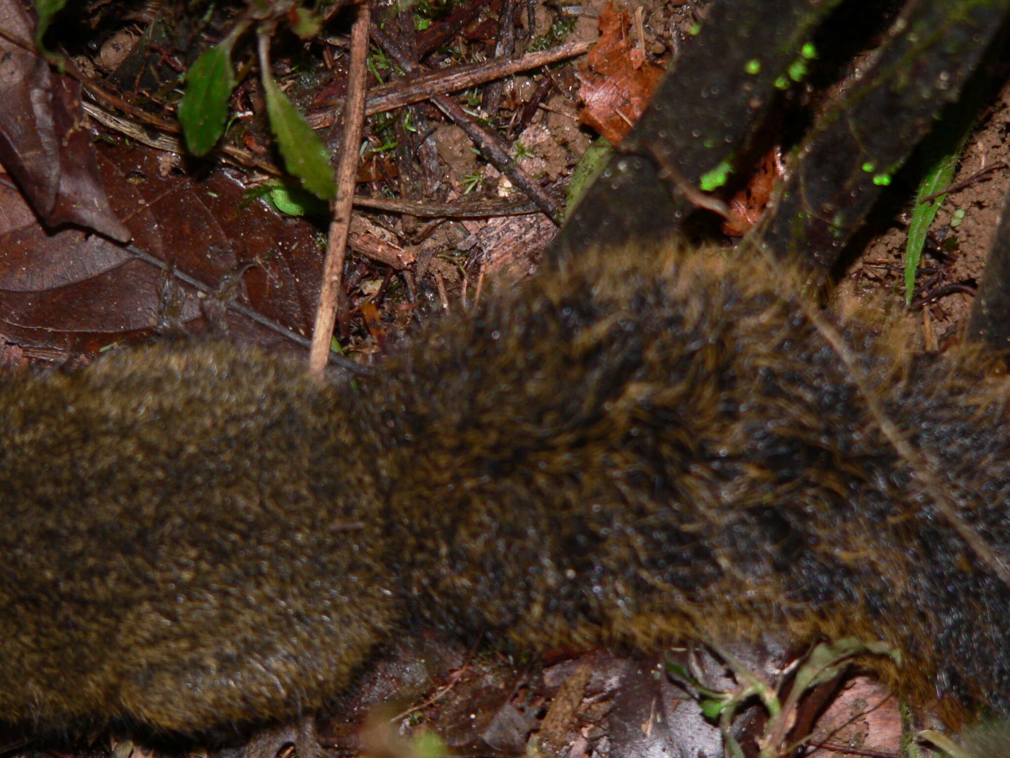 Imagem de Microsciurus J. A. Allen 1895