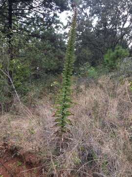 Image of Acourtia moschata (La Llave & Lex.) DC.