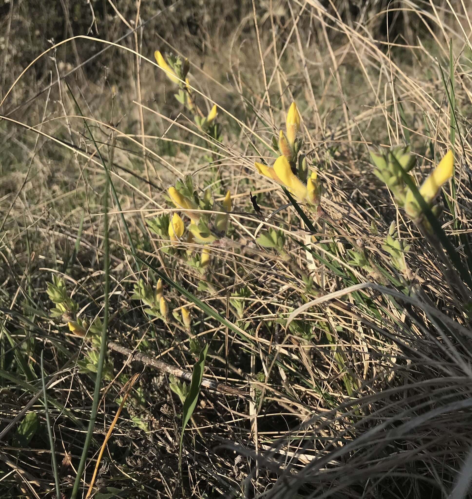 Cytisus triflorus Lam.的圖片