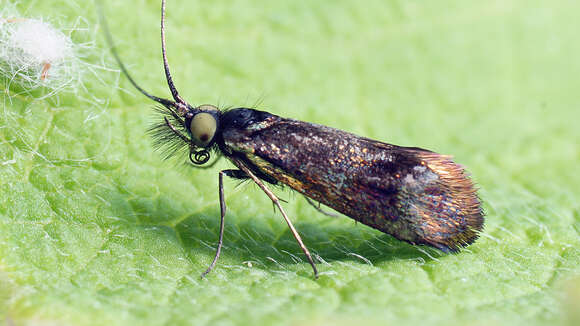 Image de Nemophora minimella Zeller 1853